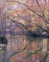 Bozell Spring Slough