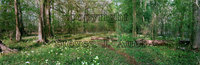Little River Spring Meadow