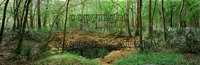 Waterhole, Peacock Springs