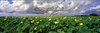 Paynes Prairie