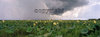 Paynes Prairie