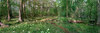 Little River Spring Meadow